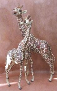 pair of giraffes