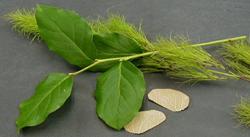 koala-fan and moneta-leaf